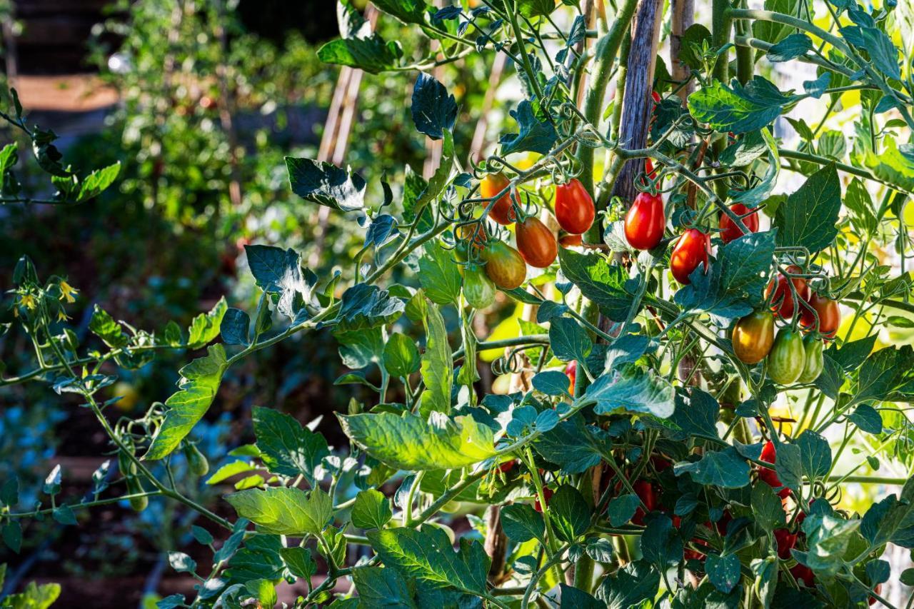 Lägenhet Goldimare Garden Umag